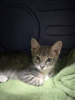 Wyatt -  Domestic Short Hair Cat for Adoption in Savannah, Georgia - Wyatt | PetCurious