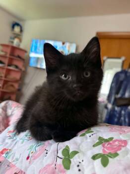 Bodie -  Bengal and Domestic Short Hair Cat for Adoption in Barbourville, Kentucky - Bodie | PetCurious