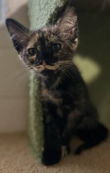 Missie-Elliot Viola -  Tortoiseshell and Domestic Short Hair Cat for Adoption in Chandler, Arizona - Missie-Elliot Viola | PetCurious