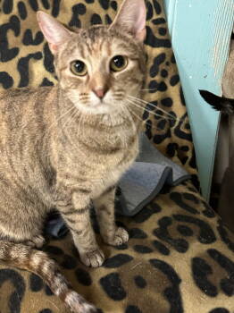 Rescue Domestic Short Hair Cats for Adoption in Jackson, Mississippi - Angel Marie | PetCurious