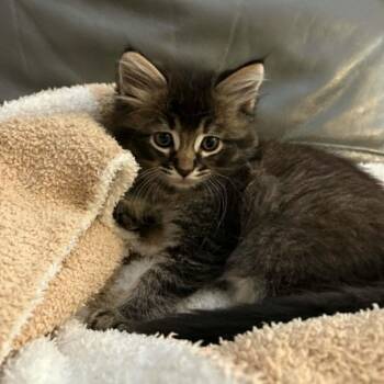 Biggie -  Domestic Medium Hair and Tabby Cat for Adoption in Antioch, California - Biggie | PetCurious