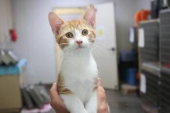 Fyre -  Domestic Short Hair Cat for Adoption in Brunswick, Georgia - Fyre | PetCurious