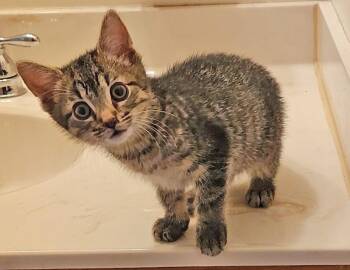 Pong -  Domestic Short Hair Cat for Adoption in Columbus, Indiana - Pong | PetCurious