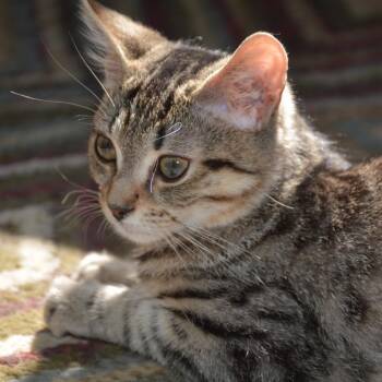 Domestic Short Hair Cats Available for Adoption in Harrisonburg, Virginia - Davey | PetCurious