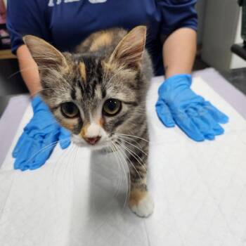 Potato -  Domestic Short Hair Cat for Adoption in Summerville, South Carolina - Potato | PetCurious