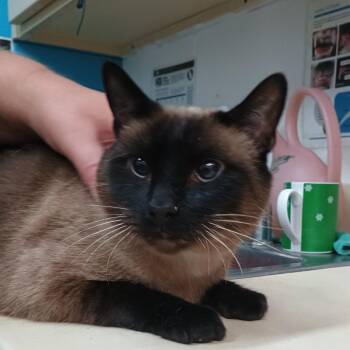 Siamese Cats Available for Adoption in Ardmore, Oklahoma - Buddha | PetCurious