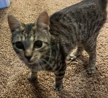 Keller -  Domestic Short Hair Cat for Adoption in Liverpool, Texas - Keller | PetCurious