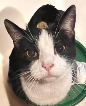 Domestic Short Hair Cats Available for Adoption in Cromwell, Kentucky - Fraiser | PetCurious