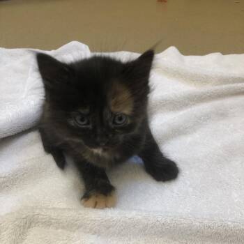 Morticia -  Domestic Short Hair Cat for Adoption in Burlington, Ontario - Morticia | PetCurious