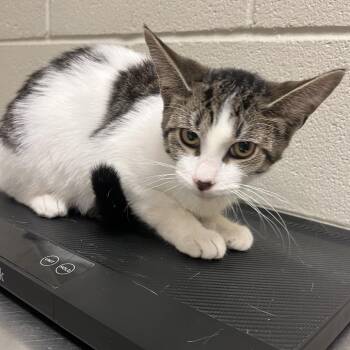 Yahtzee -  Domestic Short Hair Cat for Adoption in Bristol, Indiana - Yahtzee | PetCurious