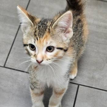 Patches -  Calico Cat for Adoption in Shorewood, Illinois - Patches | PetCurious