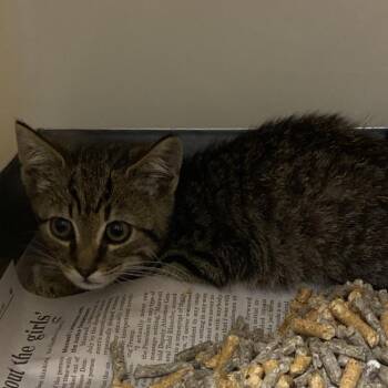 71609 -  Domestic Short Hair Cat for Adoption in Harrisonburg, Virginia - 71609 | PetCurious