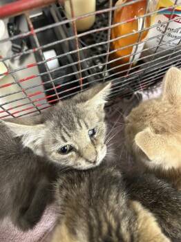 HASSAN -  Domestic Short Hair Cat for Adoption in Sacramento, California - HASSAN | PetCurious