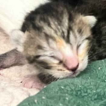 Lily- orange -  Domestic Short Hair Cat Available for Adoption in West Palm Beach, Florida - Lily- Orange | PetCurious