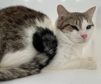 Domestic Short Hair Cats Available for Adoption - Toffee | PetCurious
