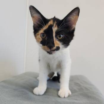 Hijinx -  Domestic Short Hair Cat for Adoption in Fort Wayne, Indiana - Hijinx | PetCurious