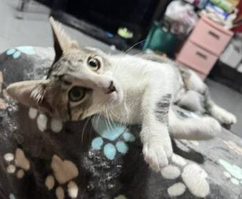 Lucy (LR) -  American Shorthair Cat for Adoption in Schertz, Texas - Lucy (LR) | PetCurious