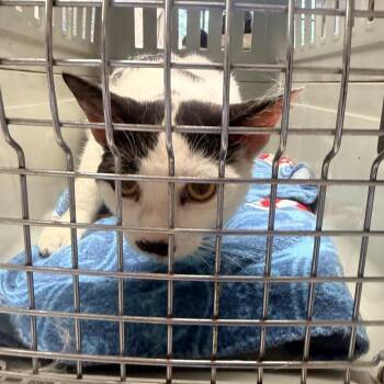 Selmer 404 -  Domestic Short Hair Cat for Adoption in Mt. Juliet, Tennessee - Selmer 404 | PetCurious