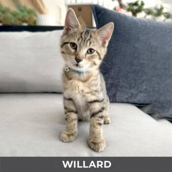 Willard -  Domestic Short Hair Cat for Adoption in Toronto, Ontario - Willard | PetCurious