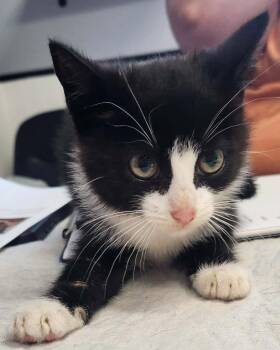 Kimberly -  Domestic Short Hair Cat for Adoption in Republic, Missouri - Kimberly | PetCurious