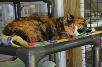 Sugar Girl -  Calico Cat for Adoption in Westbrook, Connecticut - Sugar Girl | PetCurious