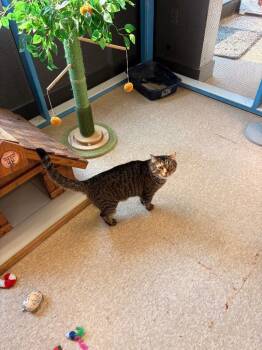 Taz -  Domestic Short Hair Cat for Adoption in Heber City, Utah - Taz | PetCurious