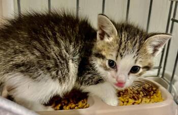 Zorro -  Domestic Short Hair Cat Available for Adoption in Franklin, West Virginia - Zorro | PetCurious