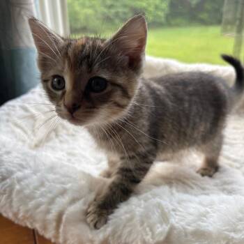 Maple in Spring Grove, PA -  Domestic Short Hair Cat Available for Adoption - Maple In Spring Grove, PA | PetCurious