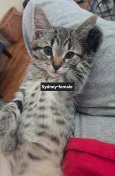 Sydney -  Tabby Cat for Adoption in Wyandotte, Michigan - Sydney | PetCurious