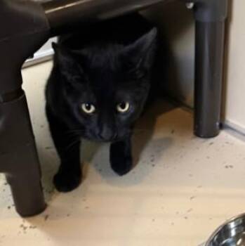 Shimmer -  Domestic Short Hair Cat for Adoption in Dubuque, Iowa - Shimmer | PetCurious