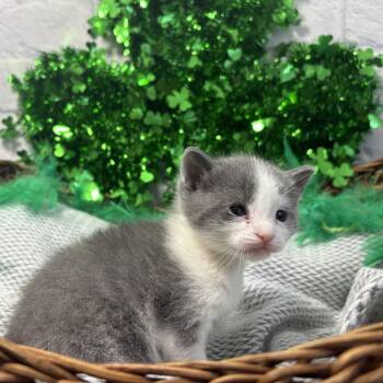 Denali -  Domestic Short Hair Cat for Adoption in Harrisonburg, Virginia - Denali | PetCurious