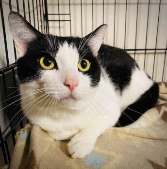 Domestic Short Hair Cats Available for Adoption in Duxbury, Massachusetts - Macky | PetCurious