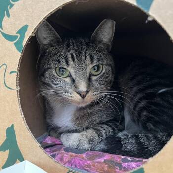 Razzle Dazzle Bazzle -  Domestic Short Hair Cat for Adoption in Fairport, New York - Razzle Dazzle Bazzle | PetCurious