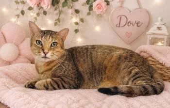Dove -  Tabby Cat for Adoption in Tavares, Florida - Dove | PetCurious