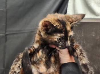 Domestic Short Hair Cats Available for Adoption in Sacramento, California - CANDY | PetCurious