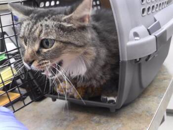 LIONEL -  Domestic Medium Hair and Domestic Short Hair Cat for Adoption in Omaha, Nebraska - LIONEL | PetCurious