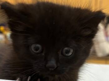 Domestic Short Hair Cats Available for Adoption in Elizabethton, Tennessee - POOKEY | PetCurious