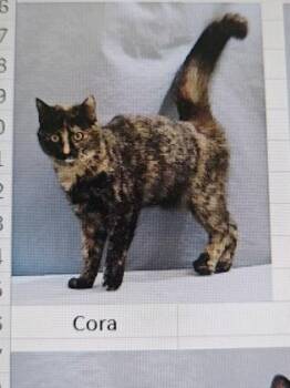 Domestic Short Hair Cats Available for Adoption in Cincinnati, Ohio - Cora | PetCurious