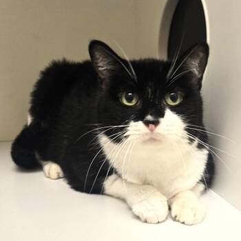 Jasmine -  Domestic Short Hair Cat for Adoption in Champaign, Illinois - Jasmine | PetCurious