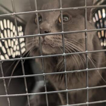 Sterling -  Domestic Long Hair Cat for Adoption in Charlottesville, Virginia - Sterling | PetCurious