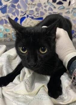 Domestic Short Hair Cats Available for Adoption - GALAXY | PetCurious