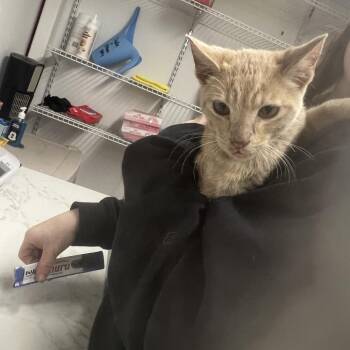 Domestic Short Hair Cats Available for Adoption - Martin | PetCurious