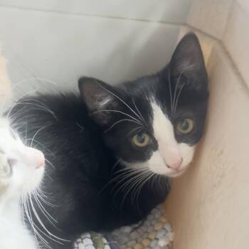 Ziggy 1854RJ39 -  Domestic Short Hair Cat for Adoption in Columbia, Missouri - Ziggy 1854RJ39 | PetCurious