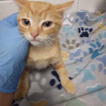 Terence -  Domestic Short Hair Cat for Adoption in Spruce Pine, North Carolina - Terence | PetCurious