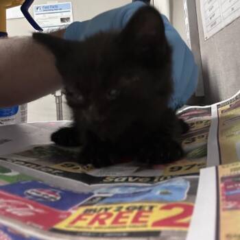 Nami -  Domestic Medium Hair Cat for Adoption in Yuma, Arizona - Nami | PetCurious