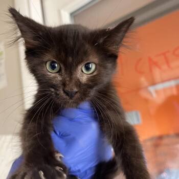 Timber -  Domestic Short Hair Cat for Adoption in Kanab, Utah - Timber | PetCurious