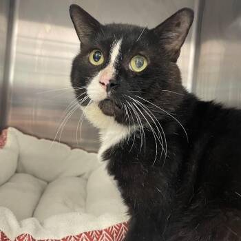 1536-C26 -  Domestic Short Hair Cat for Adoption in Port Charlotte, Florida - 1536-C26 | PetCurious