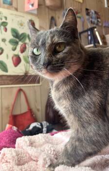 Olive -  Tortoiseshell and Domestic Short Hair Cat for Adoption in San Luis Obispo, California - Olive | PetCurious