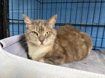 Lucy -  Domestic Medium Hair Cat for Adoption in Ellijay, Georgia - Lucy | PetCurious