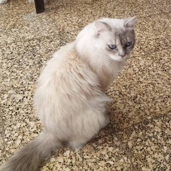 Ragdoll Cats Available for Adoption - Lisa M | PetCurious